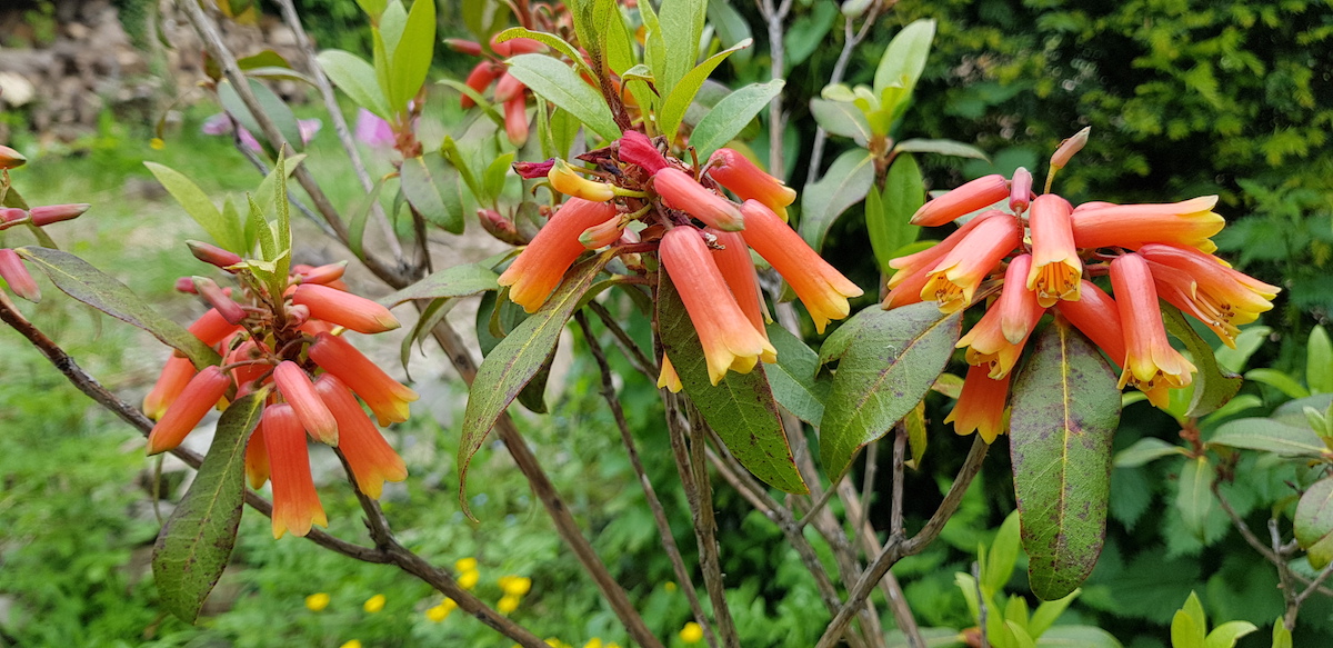 R. keysii